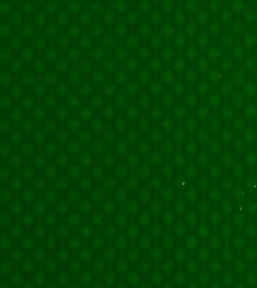 Boertli6